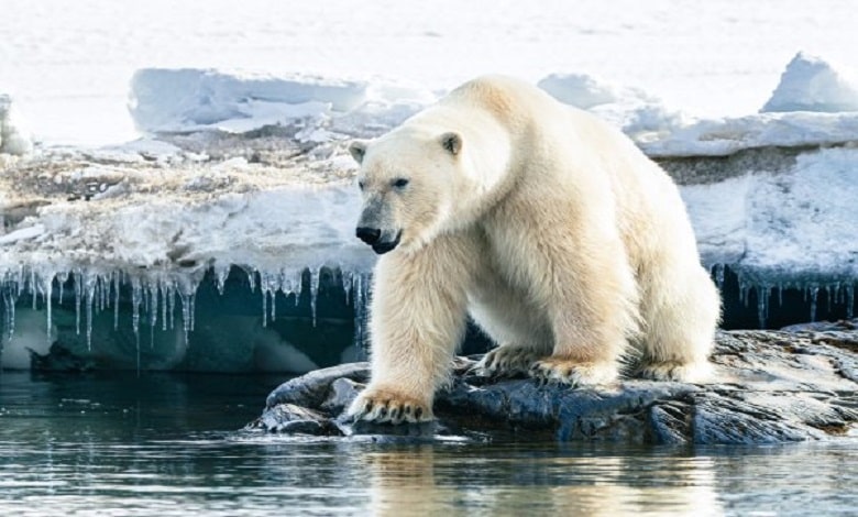 حیات در سرزمینهای یخی: آشنایی با حیوانات قطب شمال و جنوب