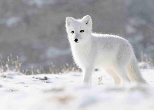 حیات در سرزمین‌های یخی: آشنایی با حیوانات قطب شمال و جنوب